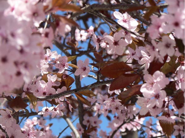 petalos