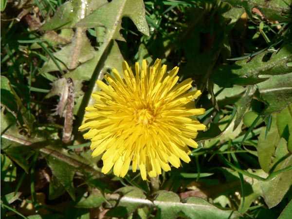 primavera